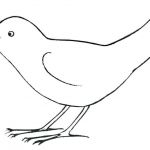 Coloriage Oiseau Inspiration Illustration D Oiseaux