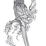 Coloriage Oiseau Mandala Génial Dessin Très Réaliste D’un Perroquet Sur Une Branche à