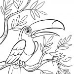 Coloriage Oiseaux À Imprimer Frais Coloriage Un Toucan Sur Une Branche Tidou