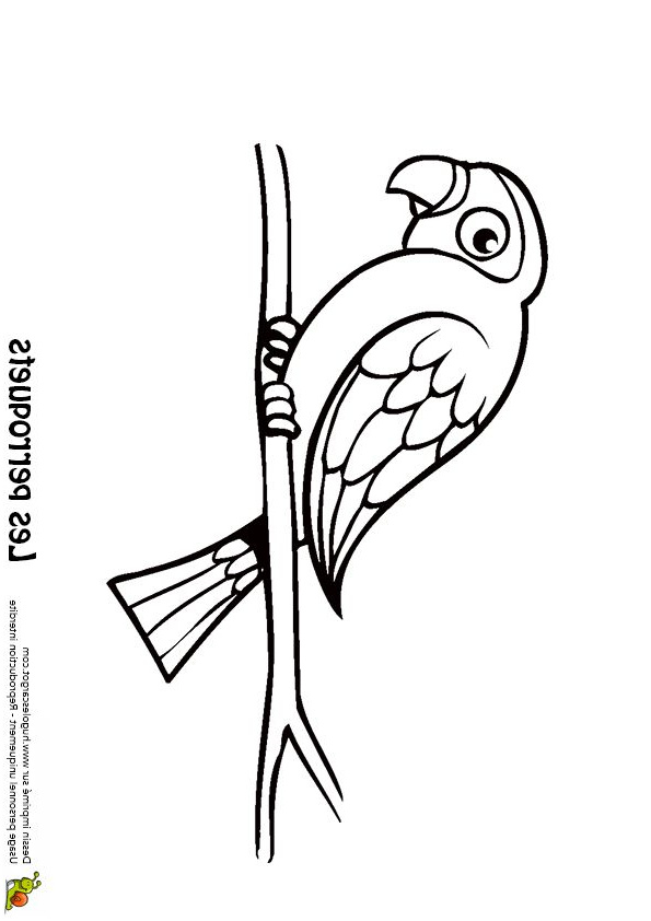 Coloriage Perroquet Élégant Les 110 Meilleures Images Du Tableau Coloriages D Oiseaux