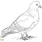 Coloriage Pigeon Inspiration Rock Pigeon Coloring Page