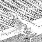 Coloriage Pigeon Luxe Pigeon Coloriage Kid