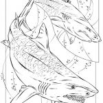 Coloriage Requin Inspiration Coloriage Requin Armé Dessin Gratuit à Imprimer