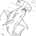 Coloriage Requin Marteau Luxe 18 Dessins De Coloriage Requin Marteau à Imprimer