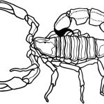 Coloriage Scorpion Nice Escorpión 27 Animales – Páginas Para Colorear