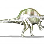 Coloriage Spinosaure Nice File Spinosaurus Skeleton 2