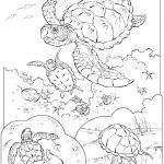 Coloriage Tortue Mandala Nice Coloriage Tortues Marines Dessin