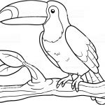 Coloriage Toucan Élégant Livre De Coloriage Toucan – Cliparts Vectoriels Et Plus D