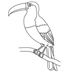 Coloriage Toucan Nice Oiseaux Turbulus Jeux Pour Enfants