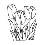 Coloriage Tulipe Nice Tulipe Nature – Coloriages à Imprimer