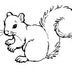 Ecureuil Coloriage Inspiration Free Printable Squirrel Coloring Pages For Kids