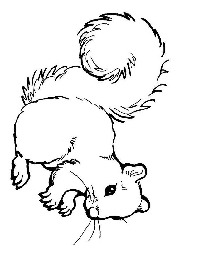 Écureuil Coloriage Nouveau Coloriage écureuil à Imprimer Gratuitement