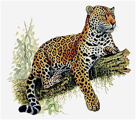 Jaguar Coloriage Nice [un Peu De Poésie] Poème Pour Le Jaguar Carnivores Et Alors