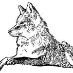 Le Loup Qui Coloriage Luxe Dessin Loup Geoffroy De Pennart