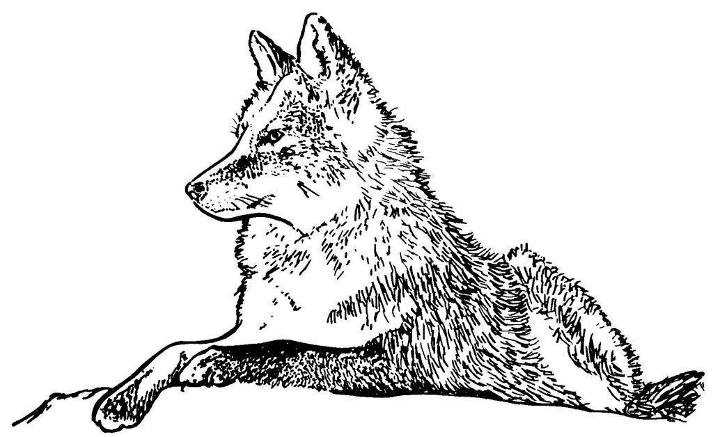 dessin loup geoffroy de pennart