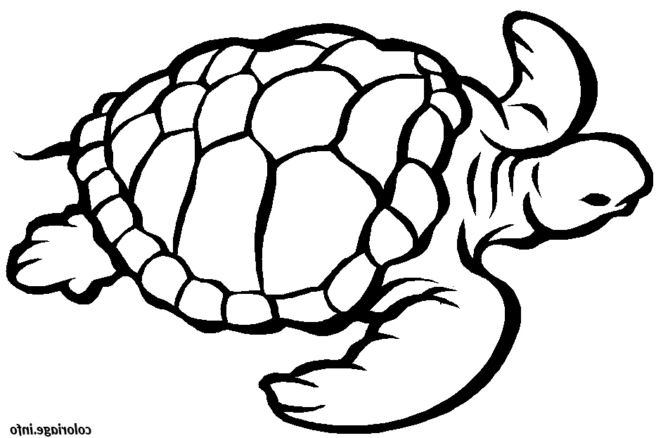 Tortue Coloriage Frais Coloriage tortue Marine Jecolorie
