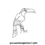 Toucan Coloriage Nice Madame Isabelle 2011 2012 Chants