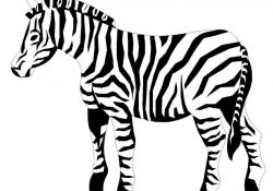 Zèbre Coloriage Meilleur De Coloriage Animaux Zebre