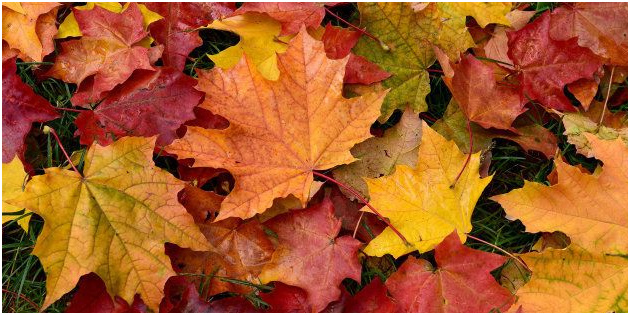Feuille D&amp;#039;automne Coloriage Frais Pourquoi Les Feuilles D Automne sont Rouges orange Ou