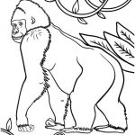 Gorille Coloriage Nice Coloriage Animaux Gorille Gorille 19 Animaux – Coloriages