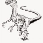 Velociraptor Coloriage Élégant Shadiah Sketches Velociraptor Tee For Hearthsong