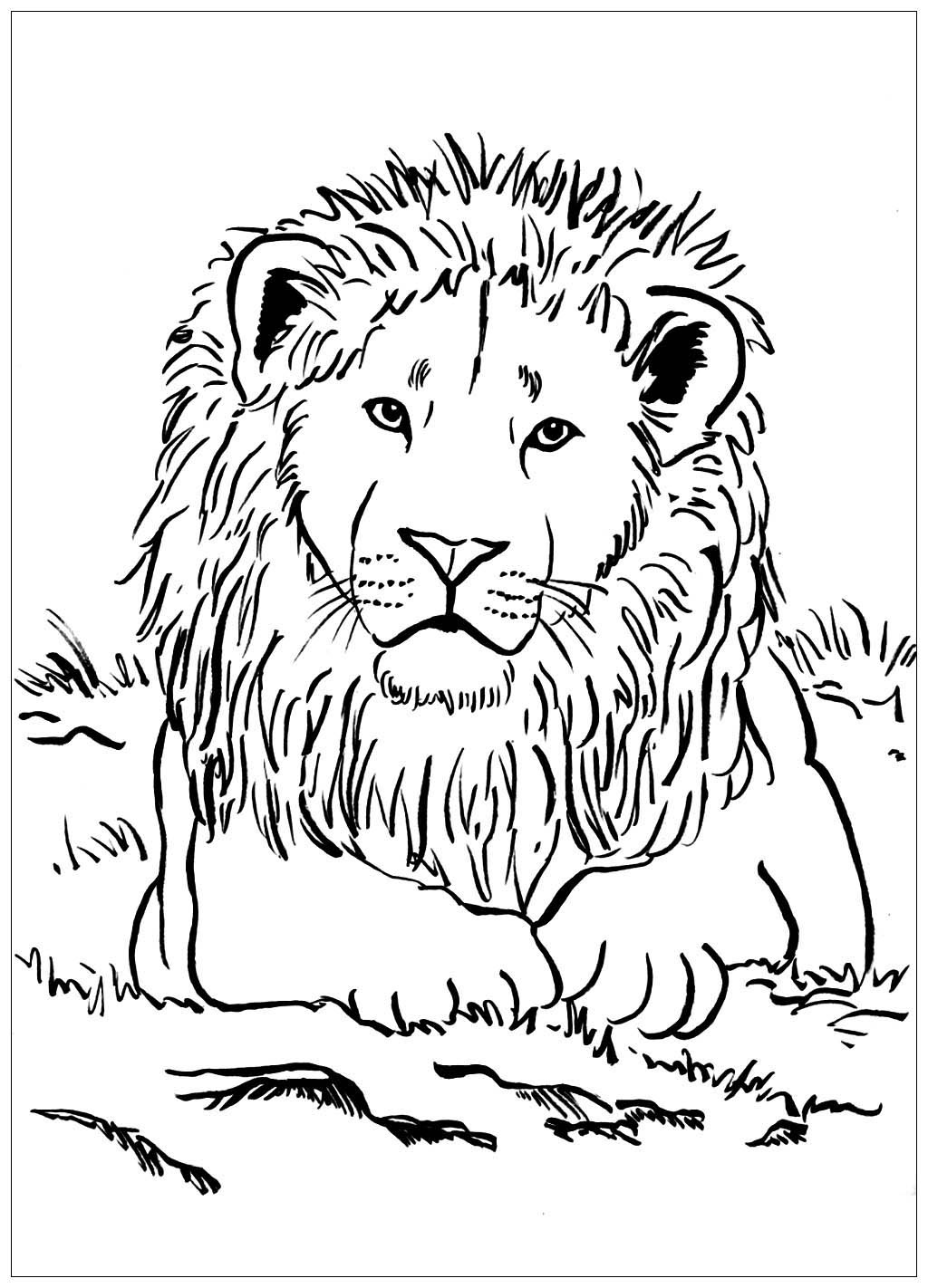 image=lions coloriage lion majestueux 1