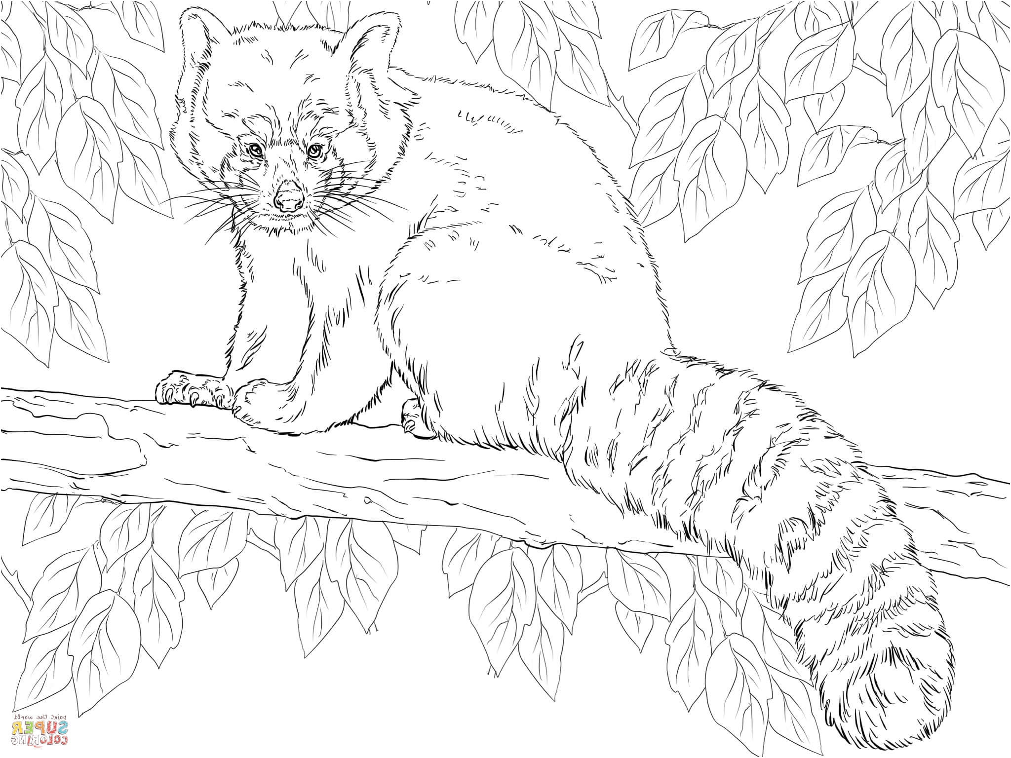 panda roux assis sur une branche