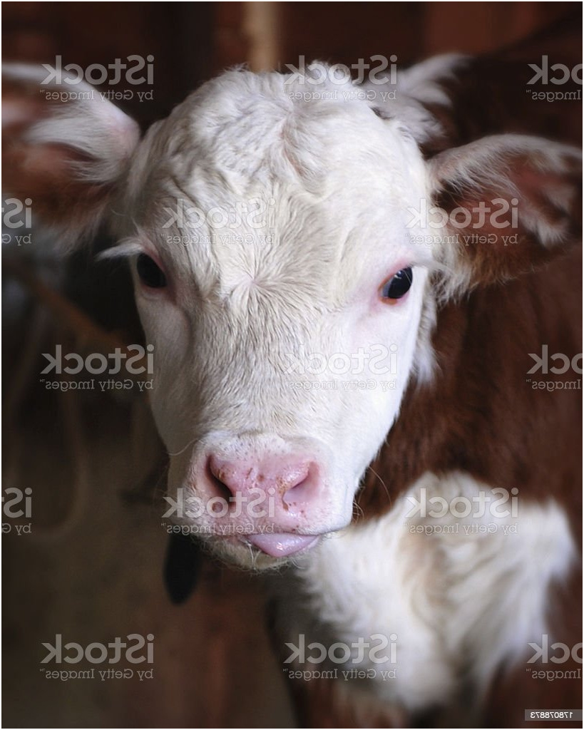 cute cow with tongue sticking out gm