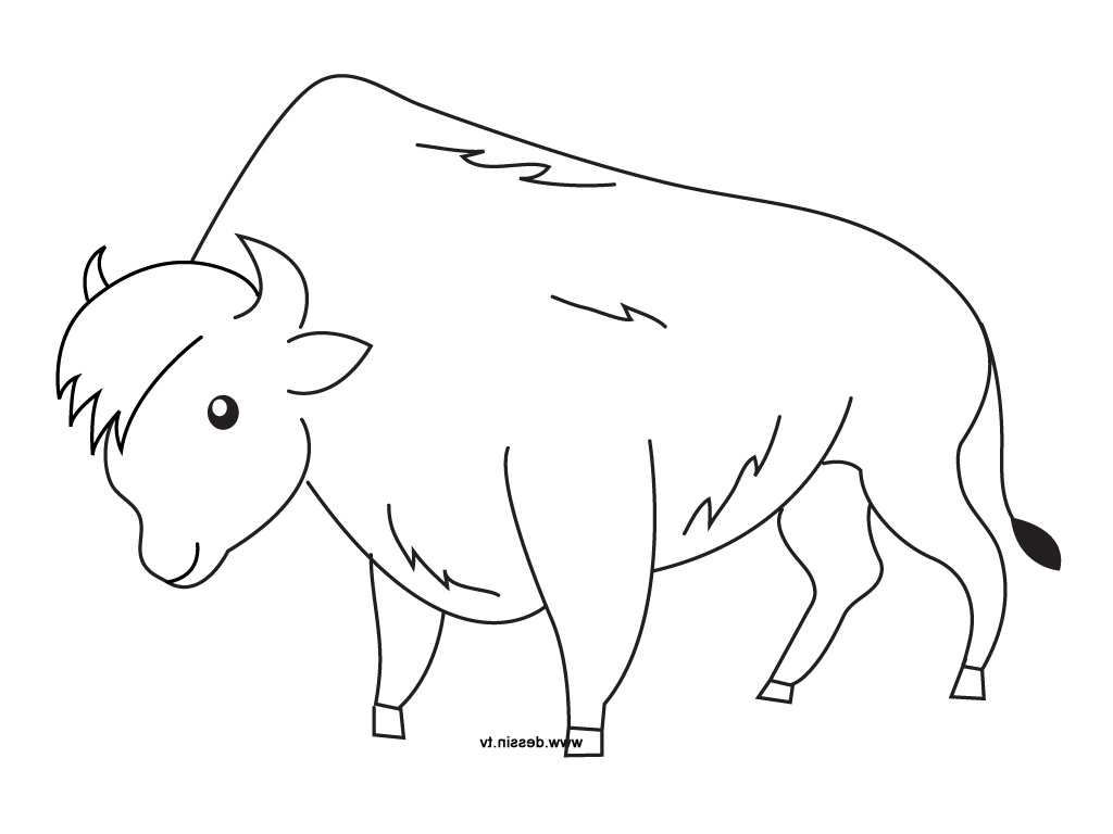 dessin bison a imprimer gratuit
