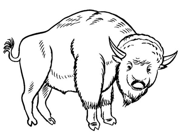 bison en francais 601