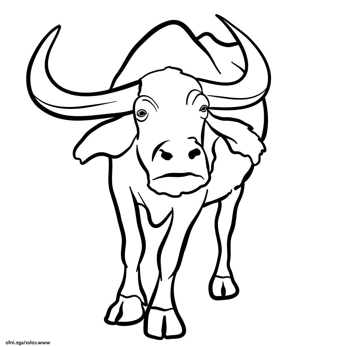 buffalo coloriage dessin
