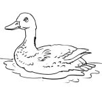 Canard Coloriage Nice Coloriage Canard 15 Coloriage Canards Coloriages Animaux