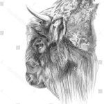 Coloriage Bison à Imprimer Élégant Bison Head Sketch