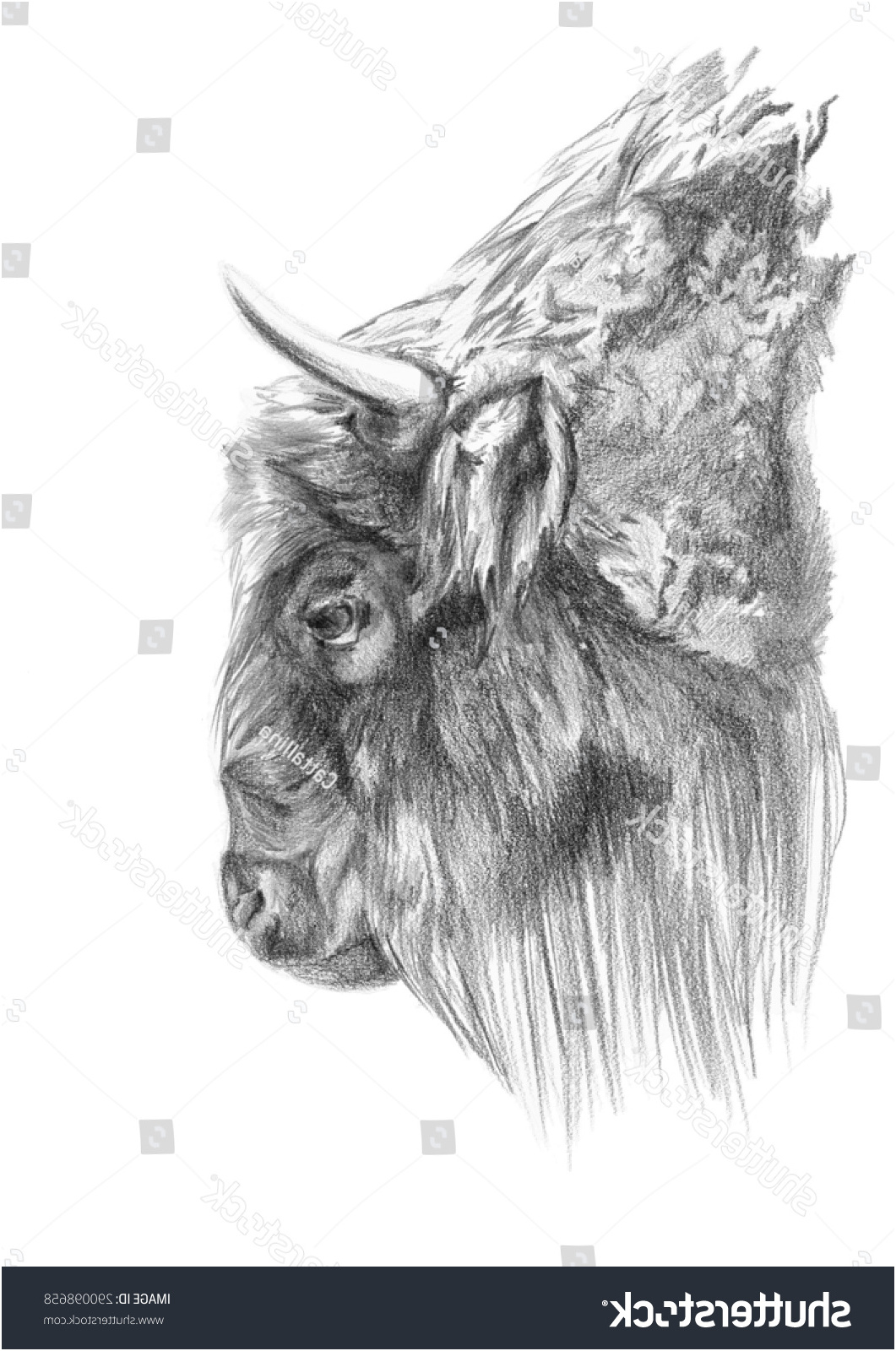 Bison Head Sketch