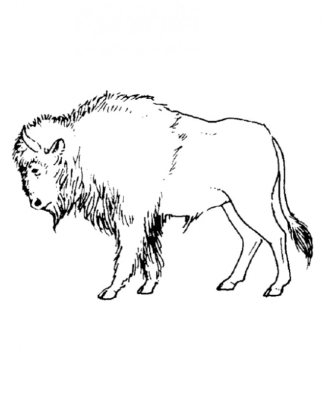 bison simple 581