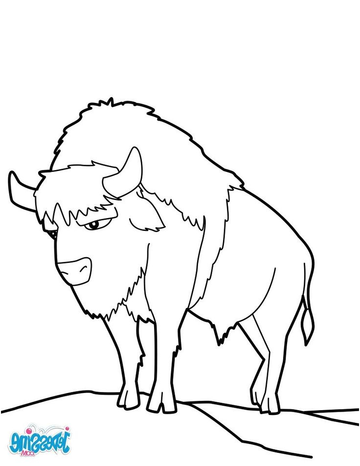 bison coloriage