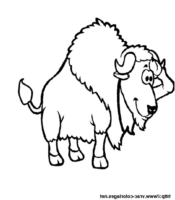 bison rigolo 571