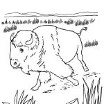 Coloriage Bison Et Indien Inspiration Pin By Colorluna On Bison Coloring Pages
