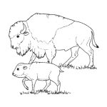 Coloriage Bison Et Indien Meilleur De Dibujos De Bisonte Animales Para Colorear – Páginas Imprimibles Gratis