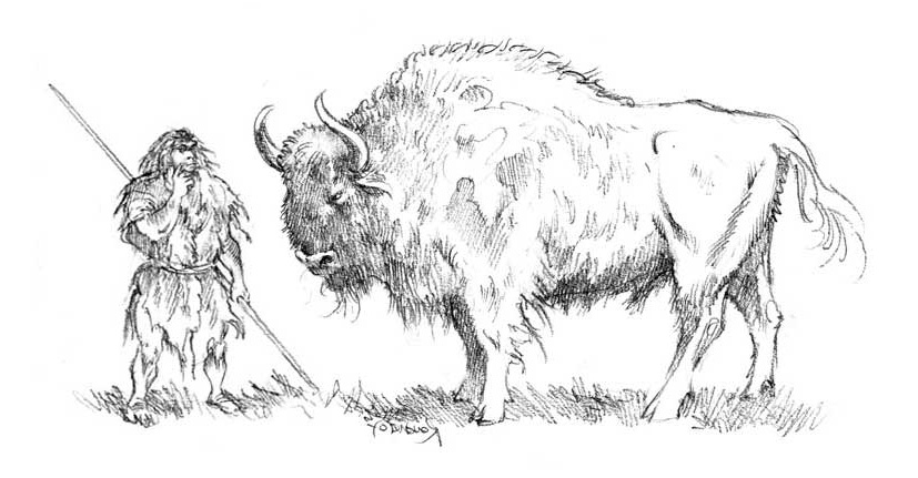 4975 le bison amerique