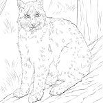 Coloriage Animaux Lynx Élégant Lynx Coloring Page At Getcolorings