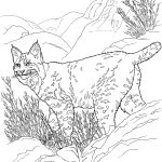 Coloriage Animaux Lynx Luxe Lynx Coloring Pages Kidsuki