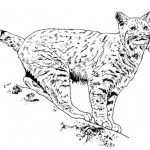 Coloriage Animaux Lynx Meilleur De Drawings Lynx Animals – Printable Coloring Pages