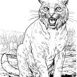 Coloriage Animaux Lynx Nice 34 Coloriage Lynx