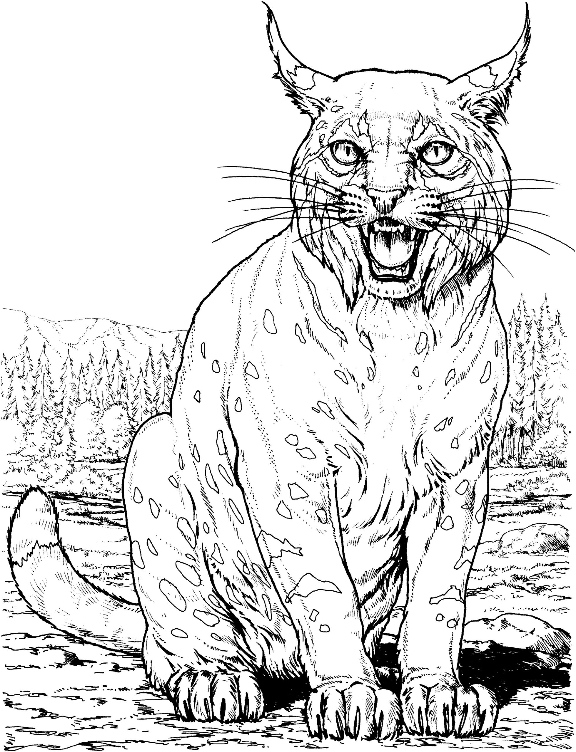 34 coloriage lynx