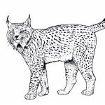 Coloriage Animaux Lynx Nouveau Coloriage Lynx 1 Animaux – Coloriages à Imprimer