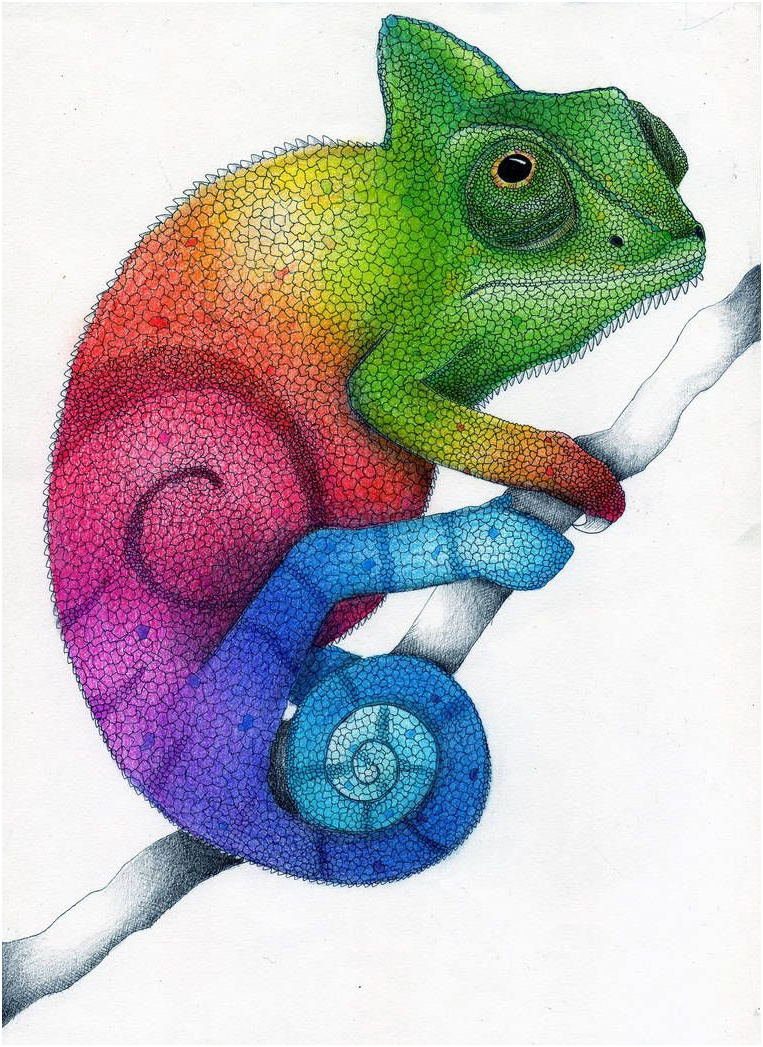 Coloriage Caméléon Couleur Inspiration Rainbow Chameleon Color Pencil Drawing by Karen754 Chameleon Color Chameleon Ar