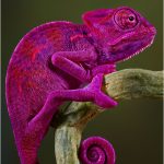 Coloriage Caméléon Couleur Meilleur De Shop Design By Aliixx Animals Wild Colorful Animals Lizard