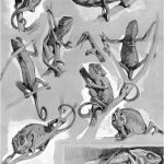 Coloriage Caméléon Unique Deja View Chameleon Art Animal Sketches Animal Art