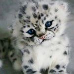 Coloriage De Bébé Animaux Trop Mignon A Imprimer Meilleur De Pin On Cute Pet